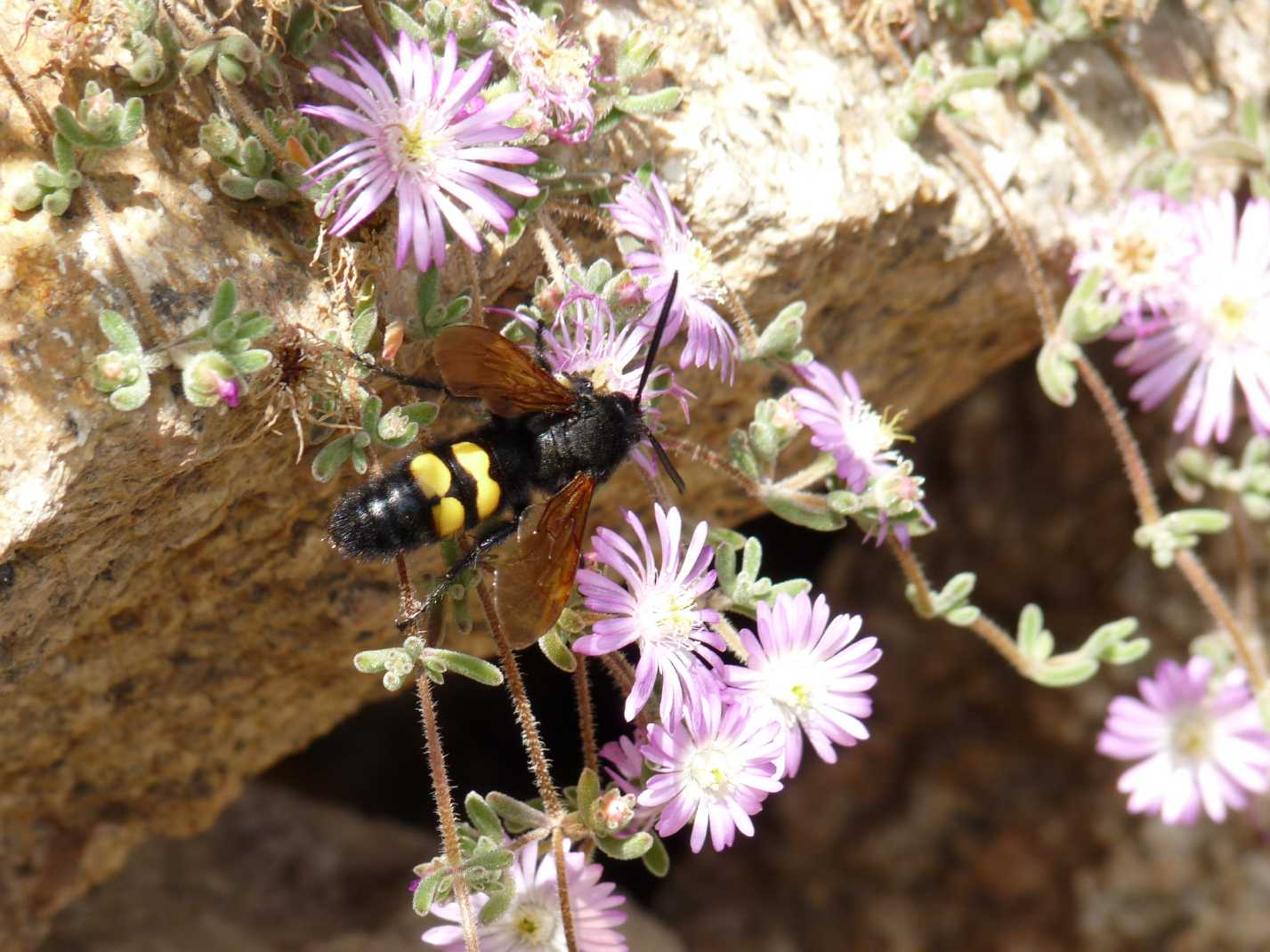 una vespa a pois (Maschio di egascolia maculata flavifrons)